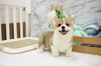 Small Photo #1 Pembroke Welsh Corgi Puppy For Sale in NEW YORK, NY, USA