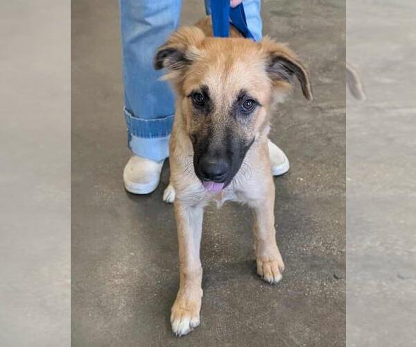 Medium Photo #2 Anatolian Shepherd-German Shepherd Dog Mix Puppy For Sale in Rockwall, TX, USA