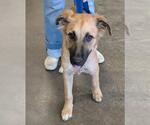 Small #1 Anatolian Shepherd-German Shepherd Dog Mix