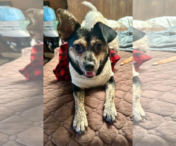 Medium Photo #1 Chihuahua-Unknown Mix Puppy For Sale in Escondido, CA, USA