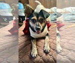 Mini - Female Chihuahua-Unknown Mix Dog for Adoption - Small photo