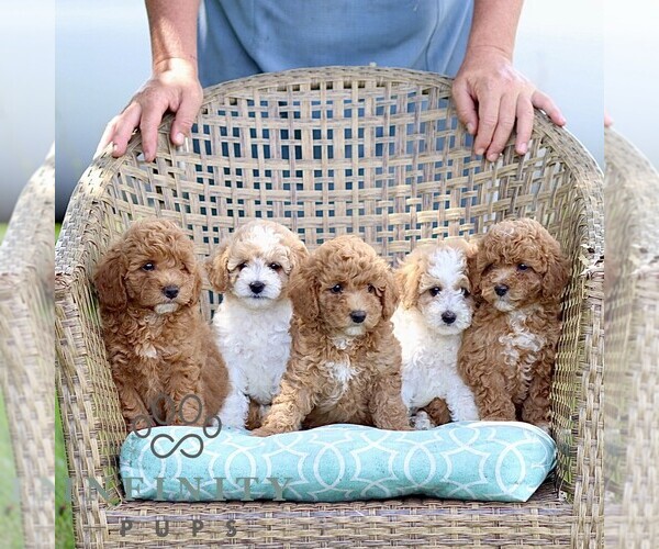 Medium Photo #2 Poodle (Miniature) Puppy For Sale in HONEY BROOK, PA, USA