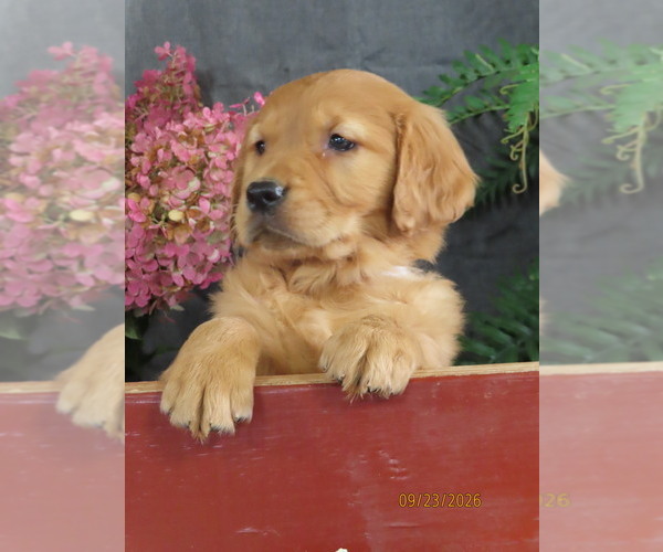Medium Photo #6 Golden Retriever Puppy For Sale in THORP, WI, USA