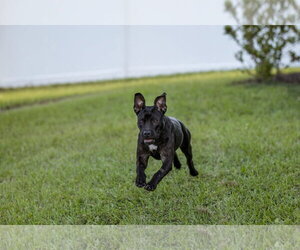 Moon - Female Mutt Dog for Adoption - Photo #7