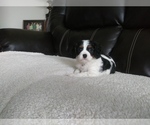 Small Photo #208 Cavalier King Charles Spaniel Puppy For Sale in HOWLAND, OH, USA