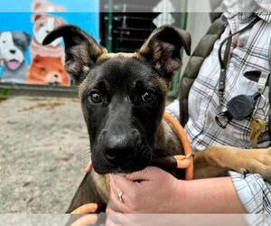 Mutt Dogs for adoption in Santa Rosa, CA, USA