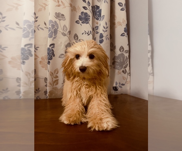 Medium Photo #1 Cavapoo Puppy For Sale in DURHAM, CT, USA