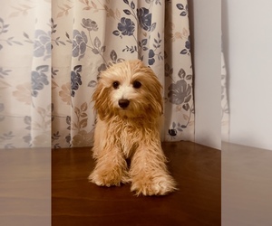 Cavapoo Puppy for sale in DURHAM, CT, USA