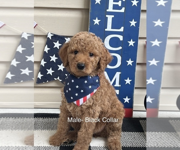 Medium Photo #2 Goldendoodle Puppy For Sale in LEXINGTON, NC, USA