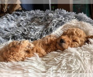 ShihPoo Puppy for sale in GWYNN OAK, MD, USA