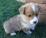 Small Photo #10 Pembroke Welsh Corgi Puppy For Sale in REDDING, CA, USA