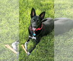 Small #5 Chihuahua Mix