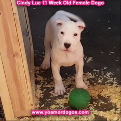 Medium Photo #122 Dogo Argentino Puppy For Sale in PINEVILLE, MO, USA