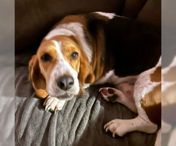 Medium Photo #2 Basset Hound Puppy For Sale in Deepwater, NJ, USA