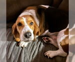 Small #1 Basset Hound