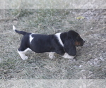 Small #11 Basset Hound