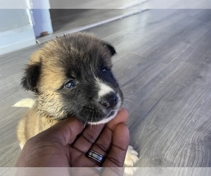Akita Puppy for sale in UNION CITY, GA, USA