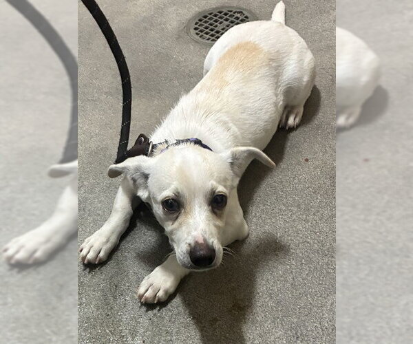 Medium Photo #1 Mutt Puppy For Sale in Forestville, MD, USA