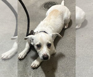 Mutt Dogs for adoption in Forestville, MD, USA