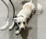 *TYSON - Male Mutt Dog for Adoption - Small photo