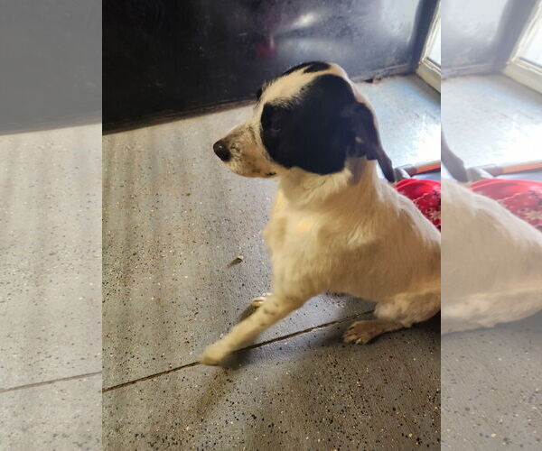 Medium Photo #7 Border Collie-Unknown Mix Puppy For Sale in Woodsfield, OH, USA