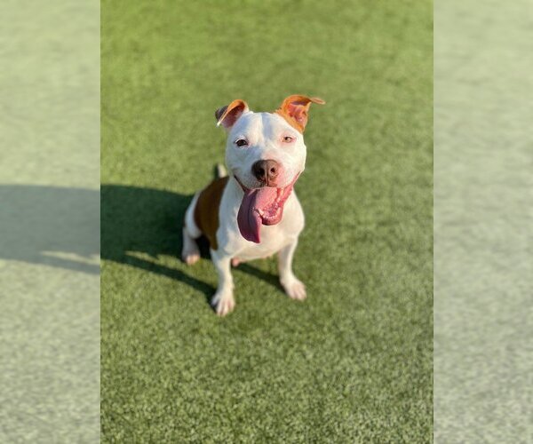Medium Photo #1 American Staffordshire Terrier Puppy For Sale in Godfrey, IL, USA