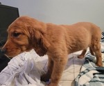Puppy White Golden Retriever