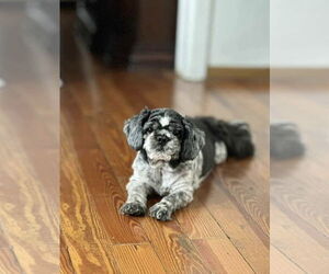 Shih Tzu Dogs for adoption in Dumont, NJ, USA