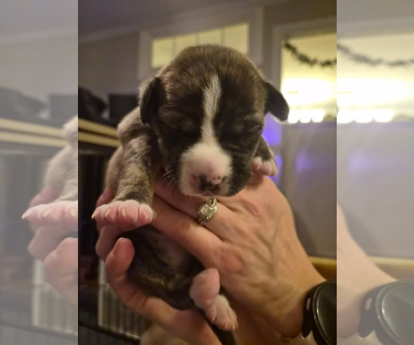 Medium Photo #12 Labrador Retriever-Unknown Mix Puppy For Sale in Holly Springs, NC, USA