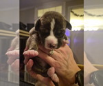 Small #11 Labrador Retriever Mix