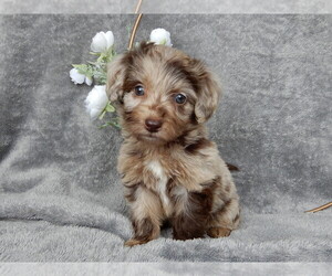 Miniature Labradoodle Puppy for sale in MILLERSBURG, OH, USA