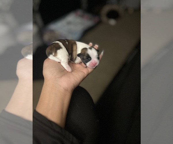 Medium Photo #8 Shih Tzu Puppy For Sale in MEMPHIS, TN, USA
