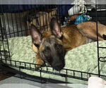 Small #1 Mutt