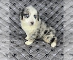 Small #3 Australian Shepherd