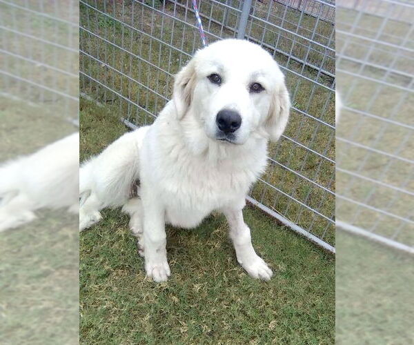 Medium Photo #2 Great Pyrenees Puppy For Sale in Spring, TX, USA