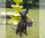 Small #3 Labrador Retriever Mix