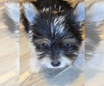 Puppy Puppy 4 Biewer Yorkie