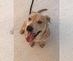 Small Photo #4 Labrador Retriever Puppy For Sale in Tarboro, NC, USA
