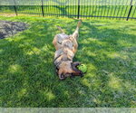 Small #6 German Shepherd Dog