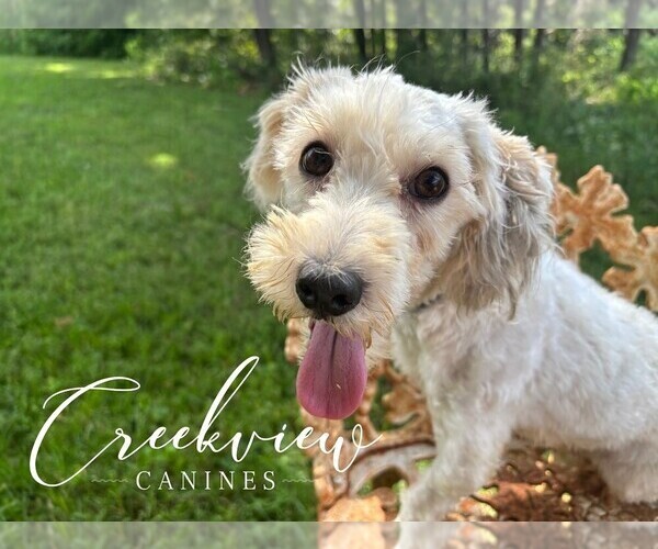 Medium Photo #1 Havachon Puppy For Sale in NIANGUA, MO, USA