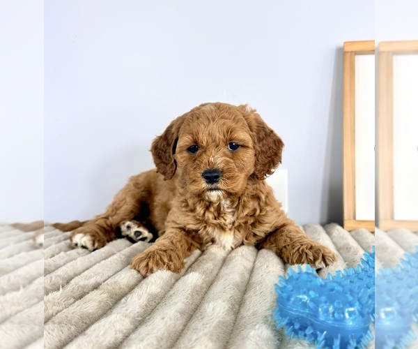 Medium Photo #4 Goldendoodle (Miniature) Puppy For Sale in GREENFIELD, IN, USA