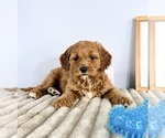 Small #3 Goldendoodle (Miniature)