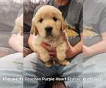 Small #4 Golden Retriever