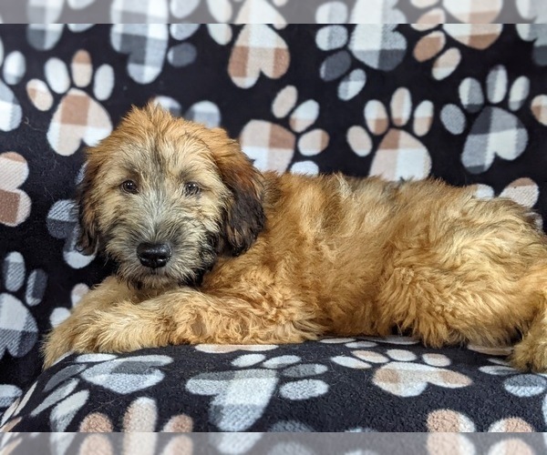 Medium Photo #4 Soft Coated Wheaten Terrier Puppy For Sale in LEOLA, PA, USA
