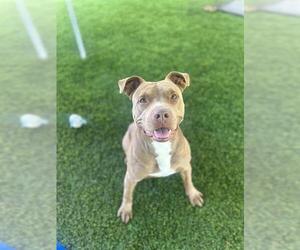 Mutt Dogs for adoption in Chula Vista, CA, USA