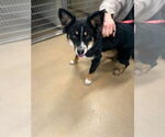 Small #2 Collie Mix