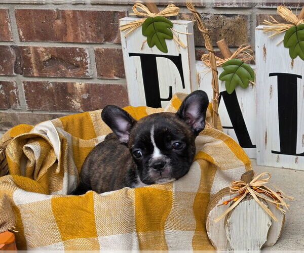 Medium Photo #3 French Bulldog Puppy For Sale in SAN ANTONIO, TX, USA