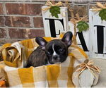 Litter of 4 - Male(s) and Female(s) French BulldogLitter of Puppies for Sale - Photo #3