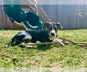 American Pit Bull Terrier-Unknown Mix Dogs for adoption in Springdale, PA, USA