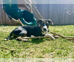 Small American Pit Bull Terrier Mix